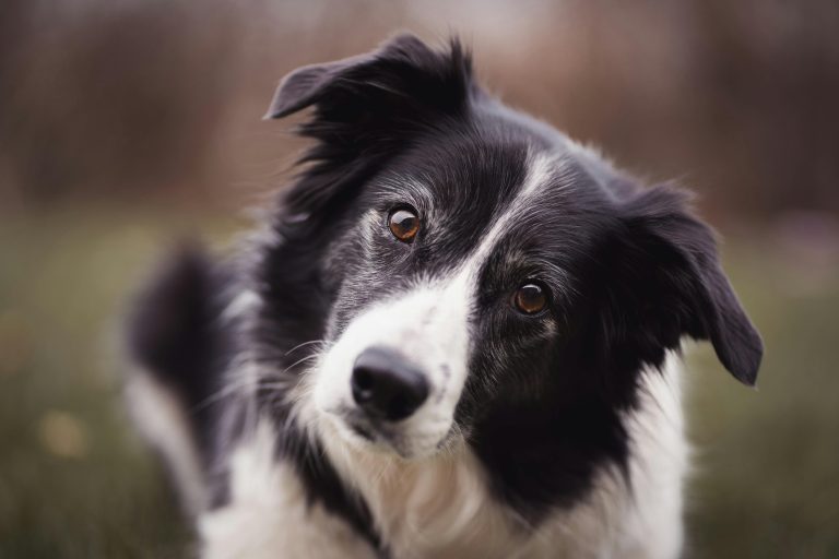 Il cane inclina la testa? Sta facendo 3 cose precise che ti sorprenderanno Cane bianco e nero che inclina la testa