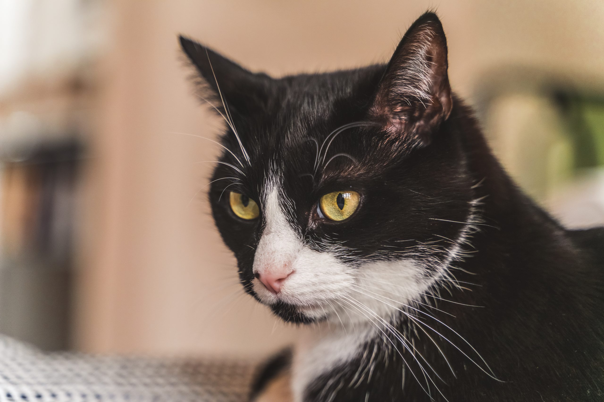 Un gatto tuxedo (fonte: FreePik)