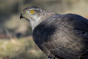 Un falco pellegrino (fonte: FreePik)