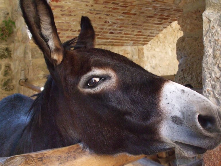 Abbandonata e salvata, questa asina di 30 anni ringrazia la sua mamma umana: senti come la chiama ogni giorno Un asino (Fonte: FreePik)