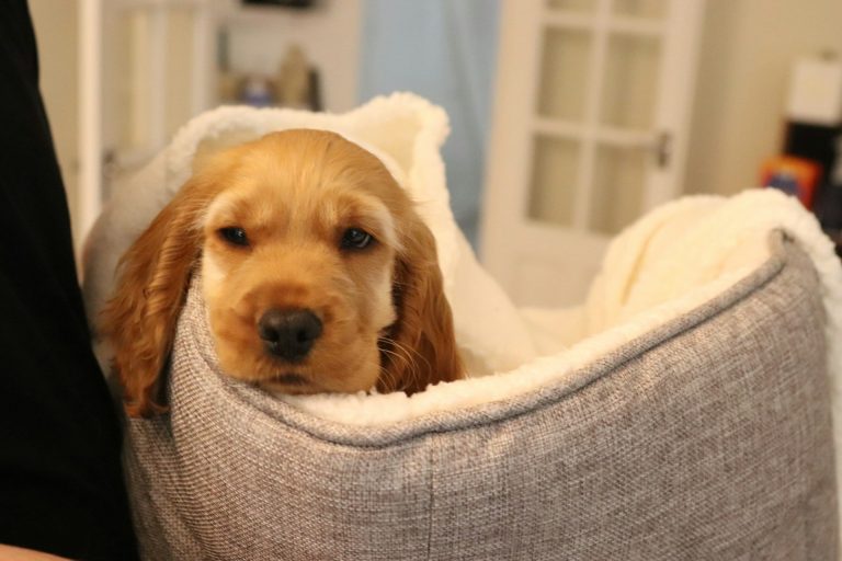 Lavatrice e aspirapolvere torturano il tuo cane: i segnali nascosti che ignori ogni giorno Cucciolo di Cocker