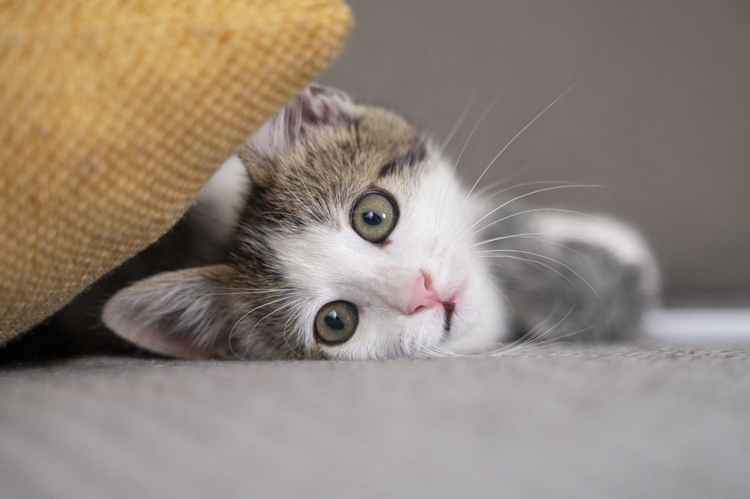 Il gatto porta topi morti in casa? Ecco cosa significa davvero (e i rischi che corri) Un gattino bianco e grigio (fonte: Freepik)