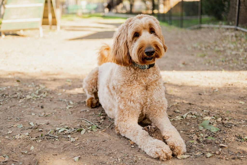 Un doodle al parco
