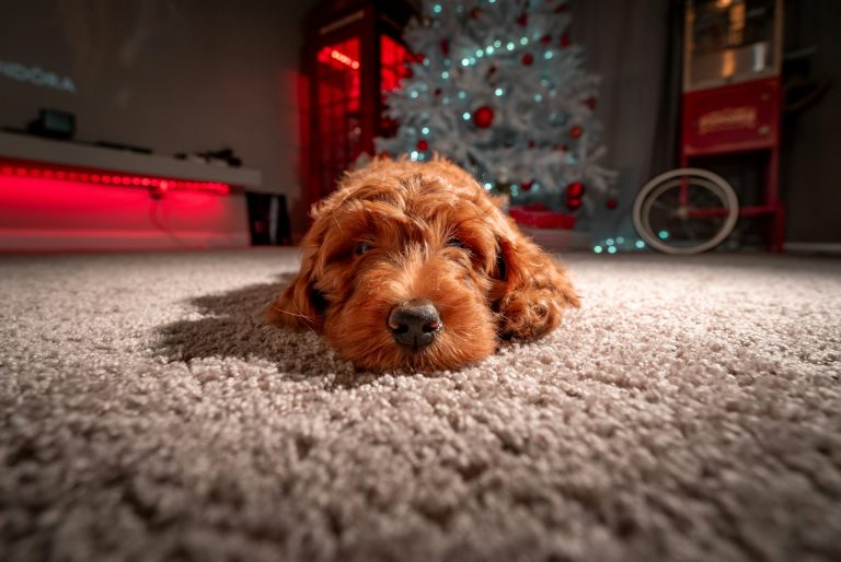 Perché tutti hanno un doodle: la storia del cane che ha diviso l’Italia (e il mondo) Un doodle accucciato in casa