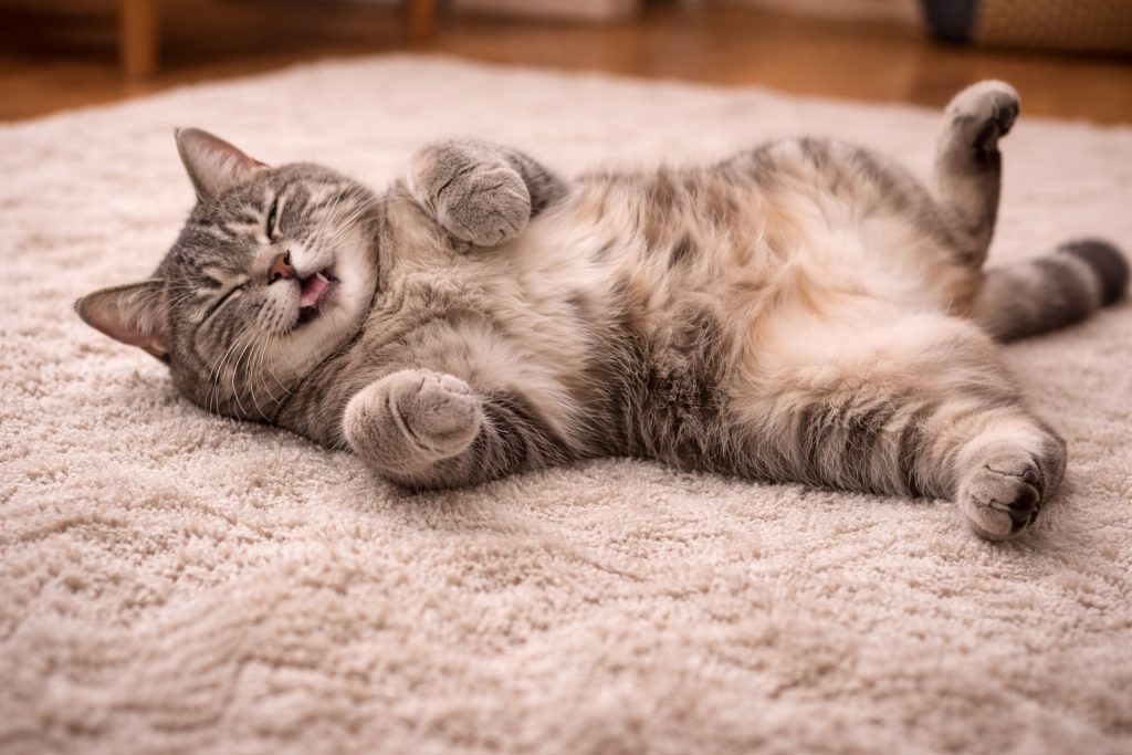5 gesti silenziosi che dimostrano che il tuo gatto ti ama davvero (il terzo è commovente) Un gatto felice che mostra la pancia (fonte: Comeconservare.it)