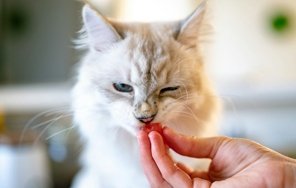 Gatto che asaggia il cocomero