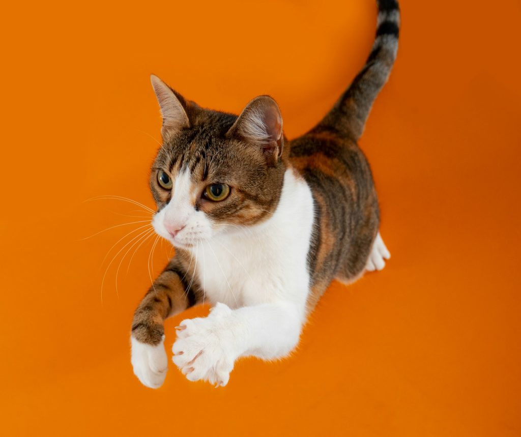 Gatto che salta