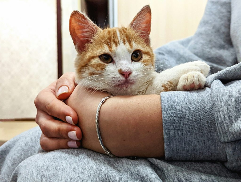 Gatto in braccio