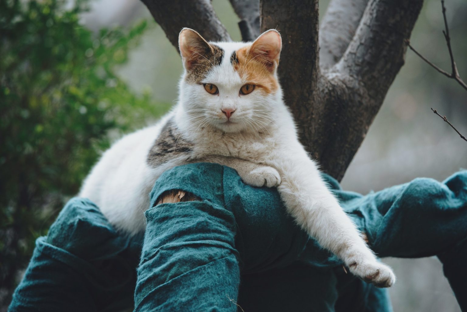 Il tuo gatto si irrigidisce quando lo prendi in braccio? Non è antipatia: è il suo istinto di predatore Gatto in esterno