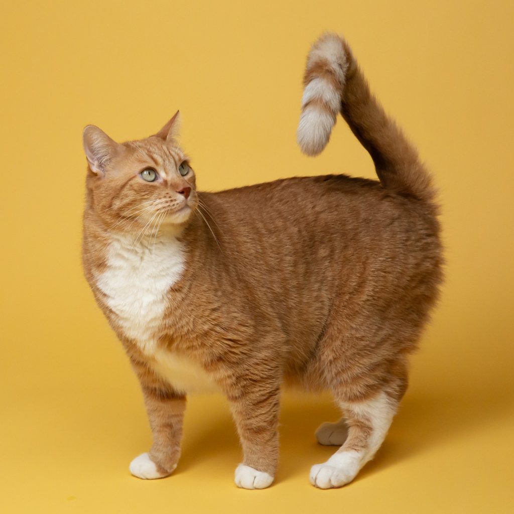 Gatto rosso con petto bianco