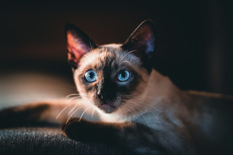 Ciacola, la gatta che salvò Gino Paoli da una fuga di gas e ispirò La gatta Un gatto siamese