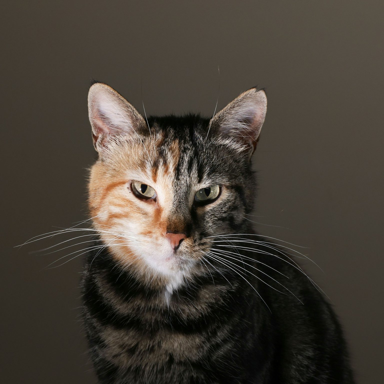 Perché i gatti sono creature quasi perfette: la scienza rivela la loro straordinaria evoluzione Primo piano di gatto con bassi lunghi