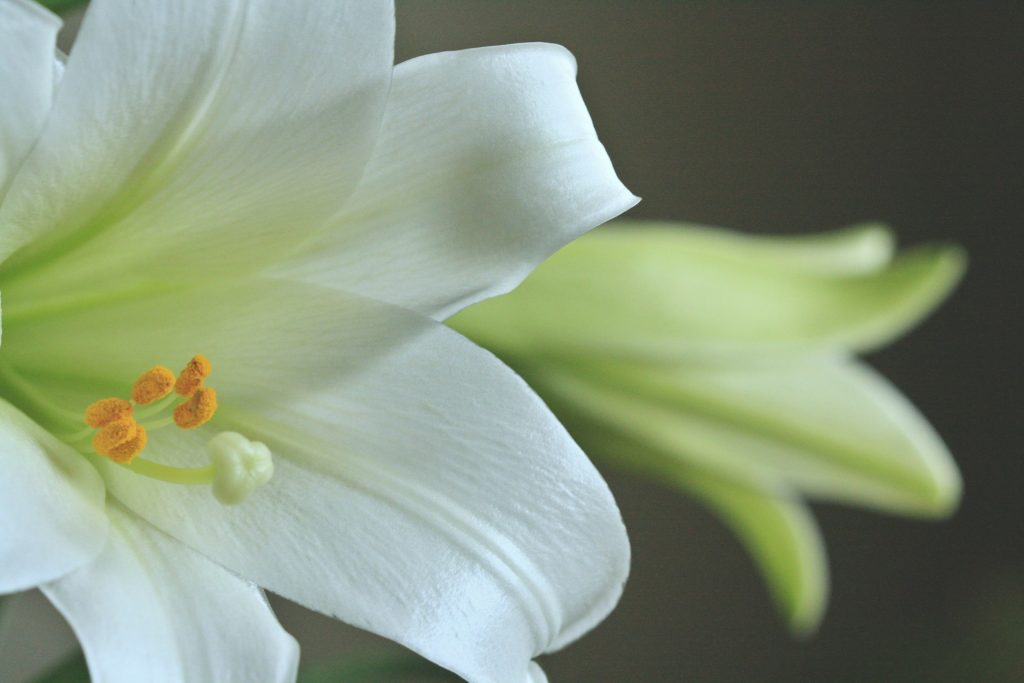 Un particolare del giglio di Pasqua