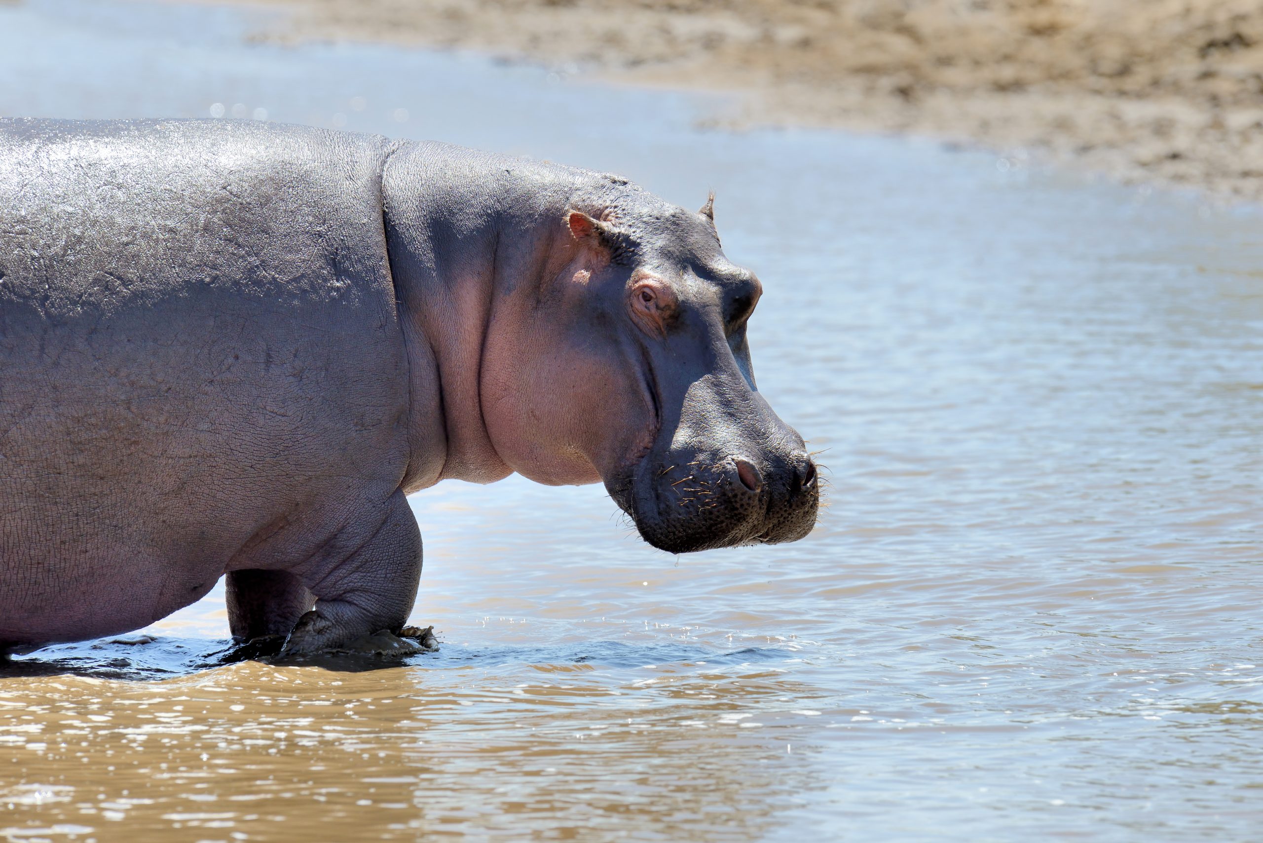 Un ippopotamo (fonte FreePik)