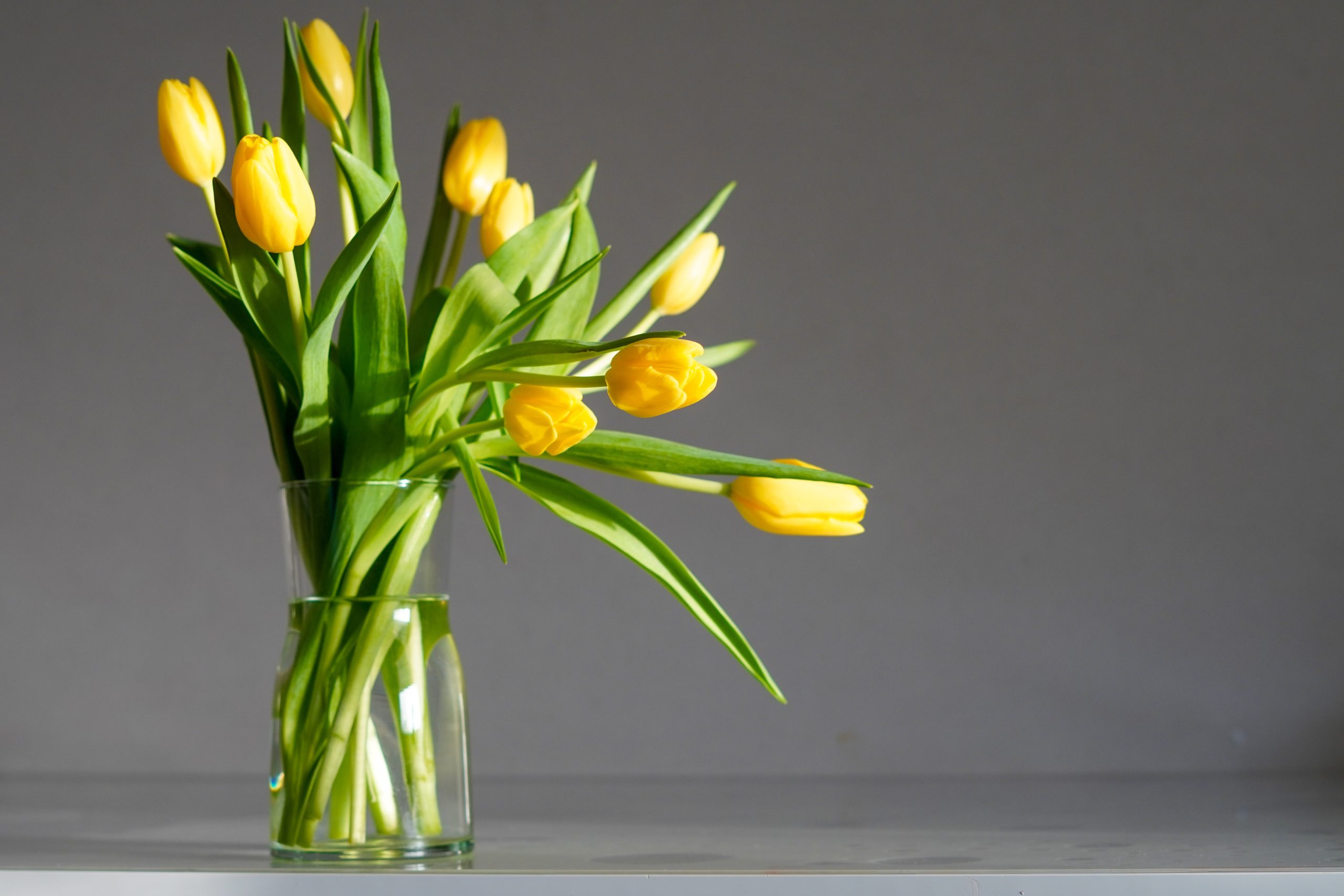 Tulipani gialli in vaso (fonte pixabay)