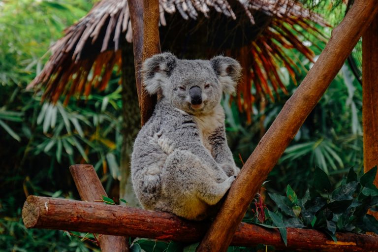 I koala stavano per estinguersi, ora il loro DNA li sta salvando in un modo imprevisto Koala su un ramo
