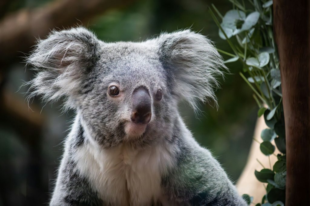 Primo piano di un Koala