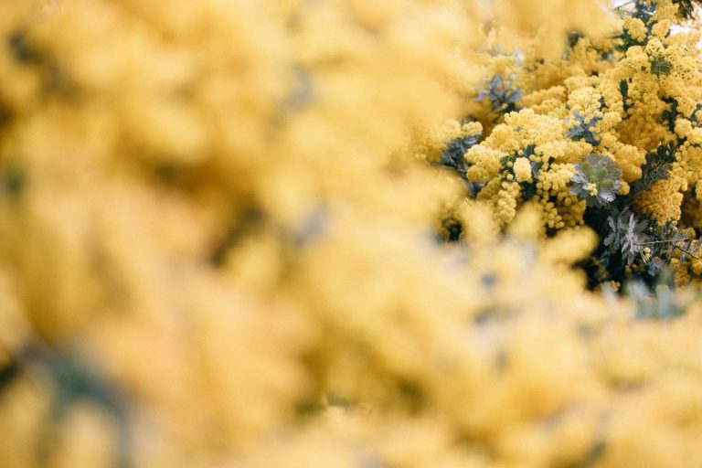 Perché la mimosa l’8 marzo? La storia che nessuno racconta dal 1946 a oggi La mimosa
