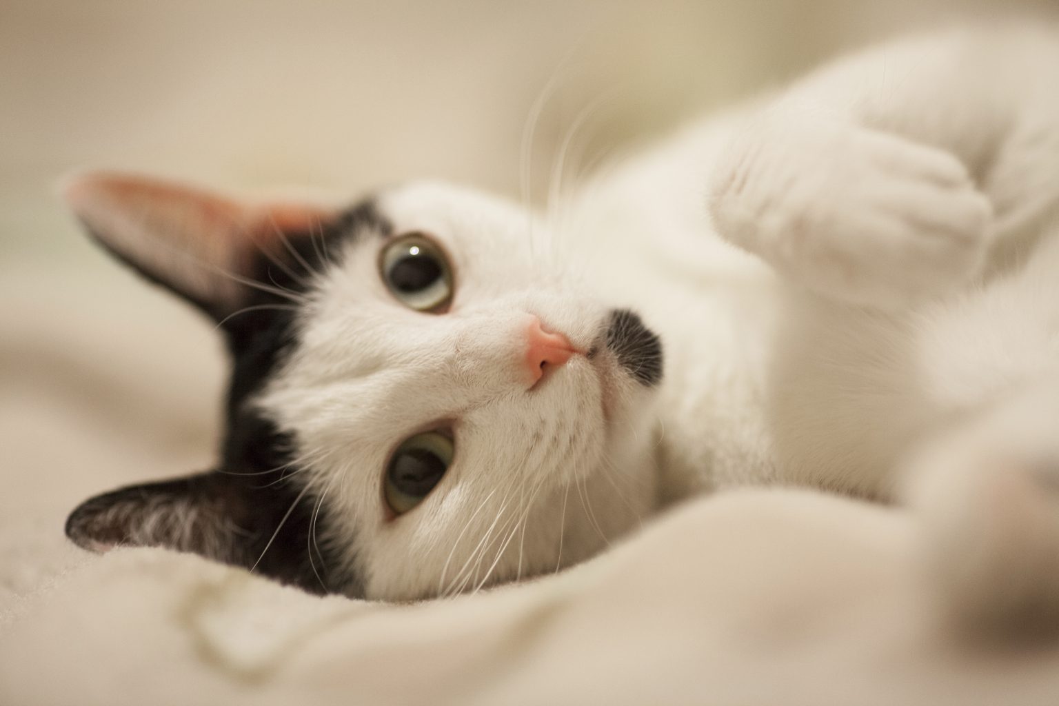 Il tuo gatto è geloso? Ecco i segnali che non avresti mai immaginato Un gatto bianco e nero (fonte: Freepik)