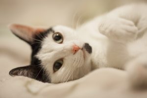 Un gatto bianco e nero (fonte: Freepik)