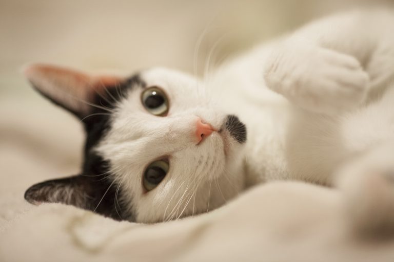 Il tuo gatto è geloso? Ecco i segnali che non avresti mai immaginato Un gatto bianco e nero (fonte: Freepik)