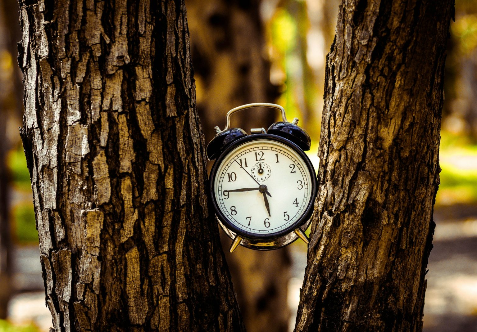 Perché l’ora legale ci ruba un’ora di sonno e aumenta gli infarti (ma nessuno la cancella) Orologio tra due tronchi
