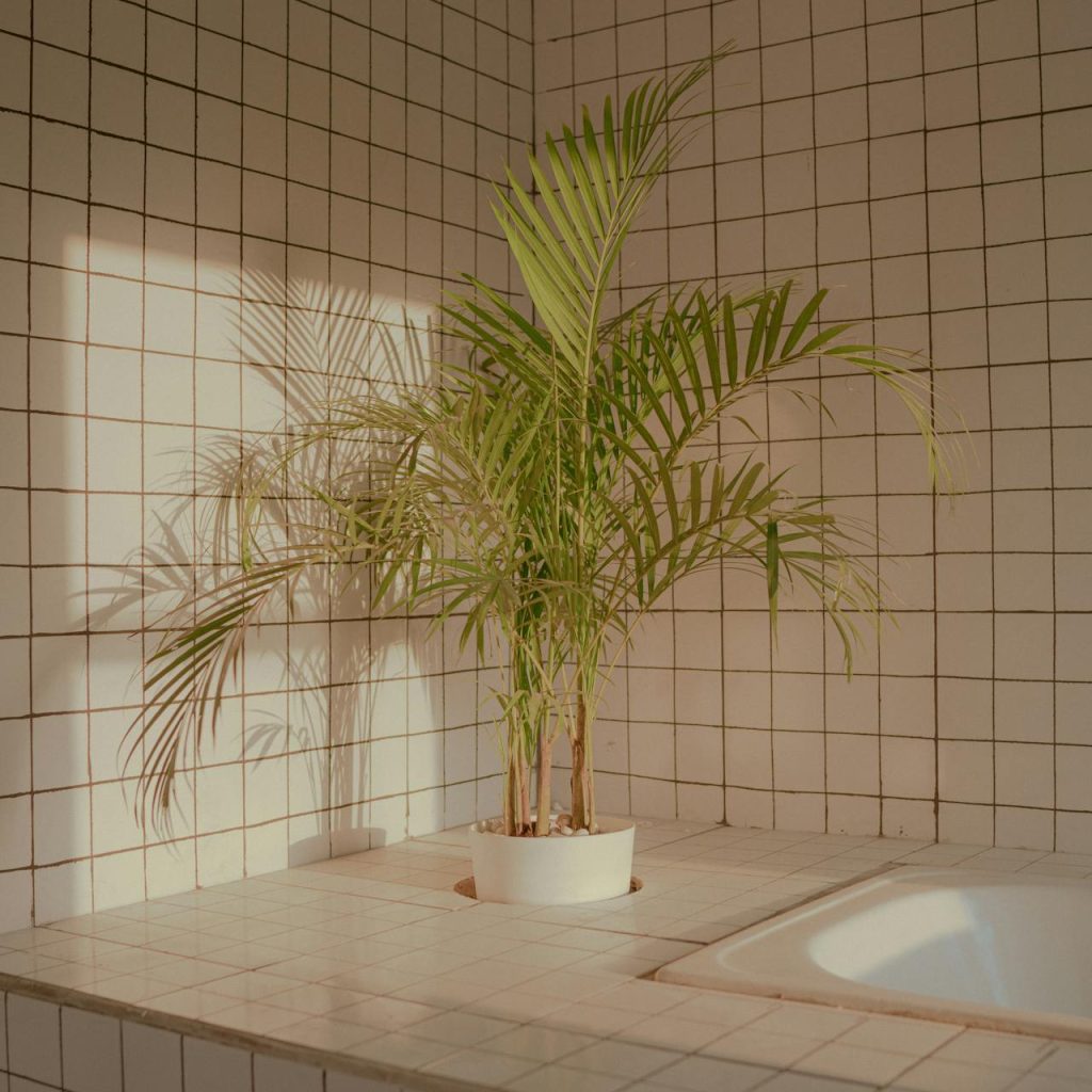 Piante in bagno per profumare