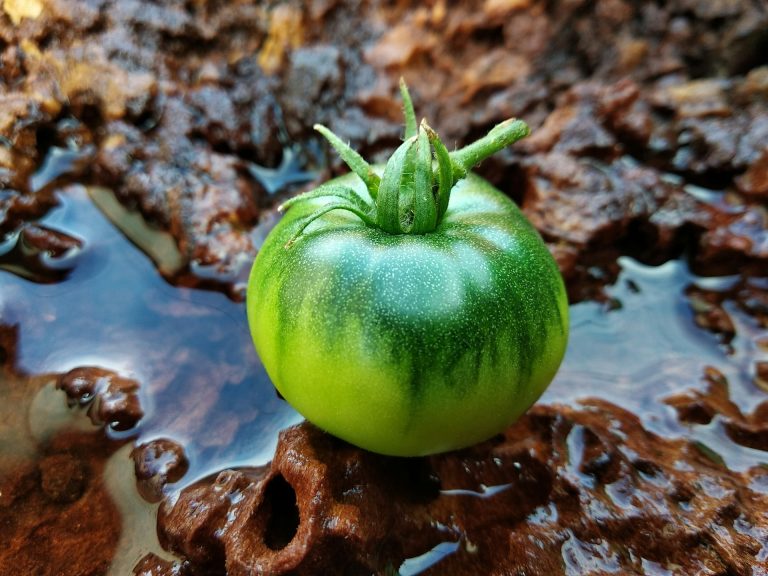 Pomodori verdi? Bastano 4 ore per farli diventare rossi e maturi: il metodo della nonna Pomodoro verde
