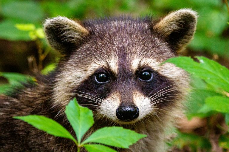 I procioni stanno diventando come cani e gatti: i nostri rifiuti li stanno cambiando Procione tra le foglie