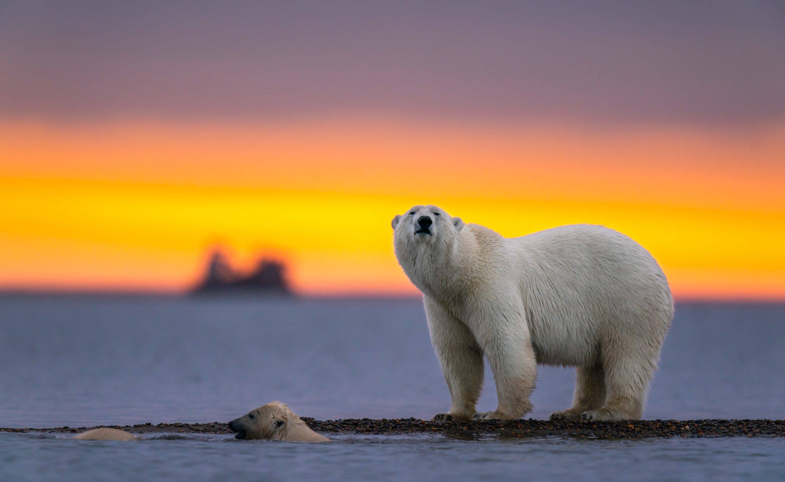 Orso polare (fonte: FreePik)