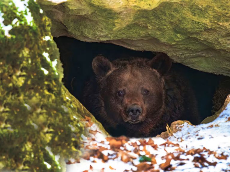 L’orso più pigro d’America: sbuca dalla tana, vede il mondo e decide di tornare a letto! L'orso bruno Val esce dalla tana.