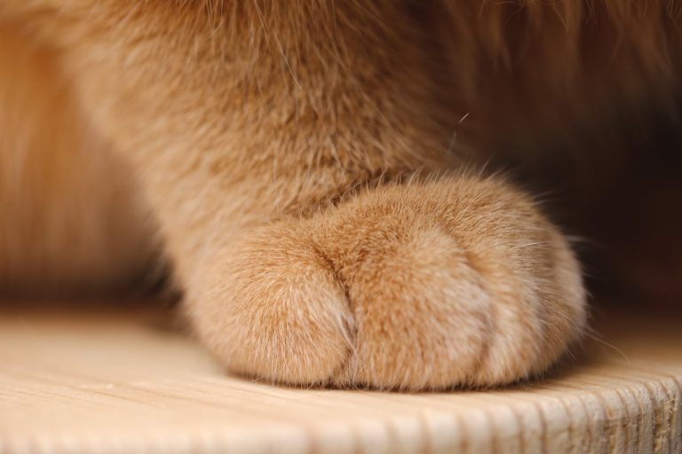 I gatti cadono sempre in piedi: uno studio giapponese svela il trucco della colonna vertebrale La zampa del gatto