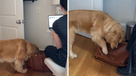 Golden Retriever ruba una banana e cerca di scappare in silenzio: quello che fa dopo è incredibile! Golden Retriever ruba una banana e cerca di scappare.