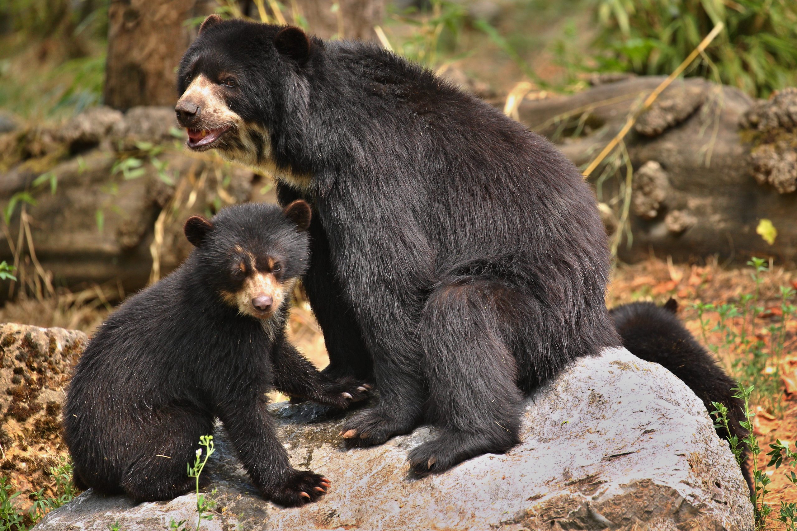 Un cucciolo di orso con la mamma (fonte: FreePik)