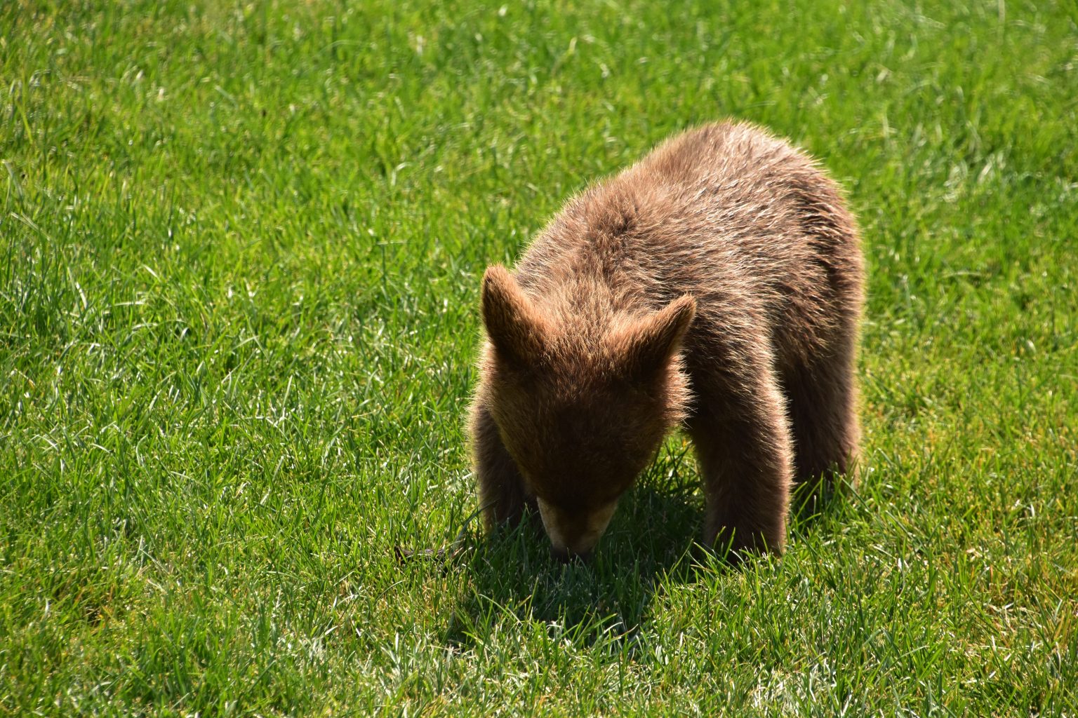 Il cucciolo di orso “saluta” e conquista il web: gesto dolcissimo o semplice perdita di equilibrio? Un cucciolo di orso (fonte: FreePik)