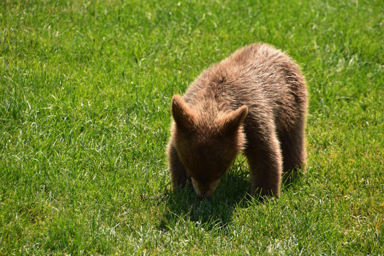 Il cucciolo di orso “saluta” e conquista il web: gesto dolcissimo o semplice perdita di equilibrio? Un cucciolo di orso (fonte: FreePik)
