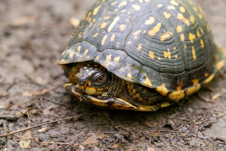 Tartaruga percorre 5 km in un mese a 6 metri l’ora: l’incredibile fuga di Matilda Tartaruga da terra