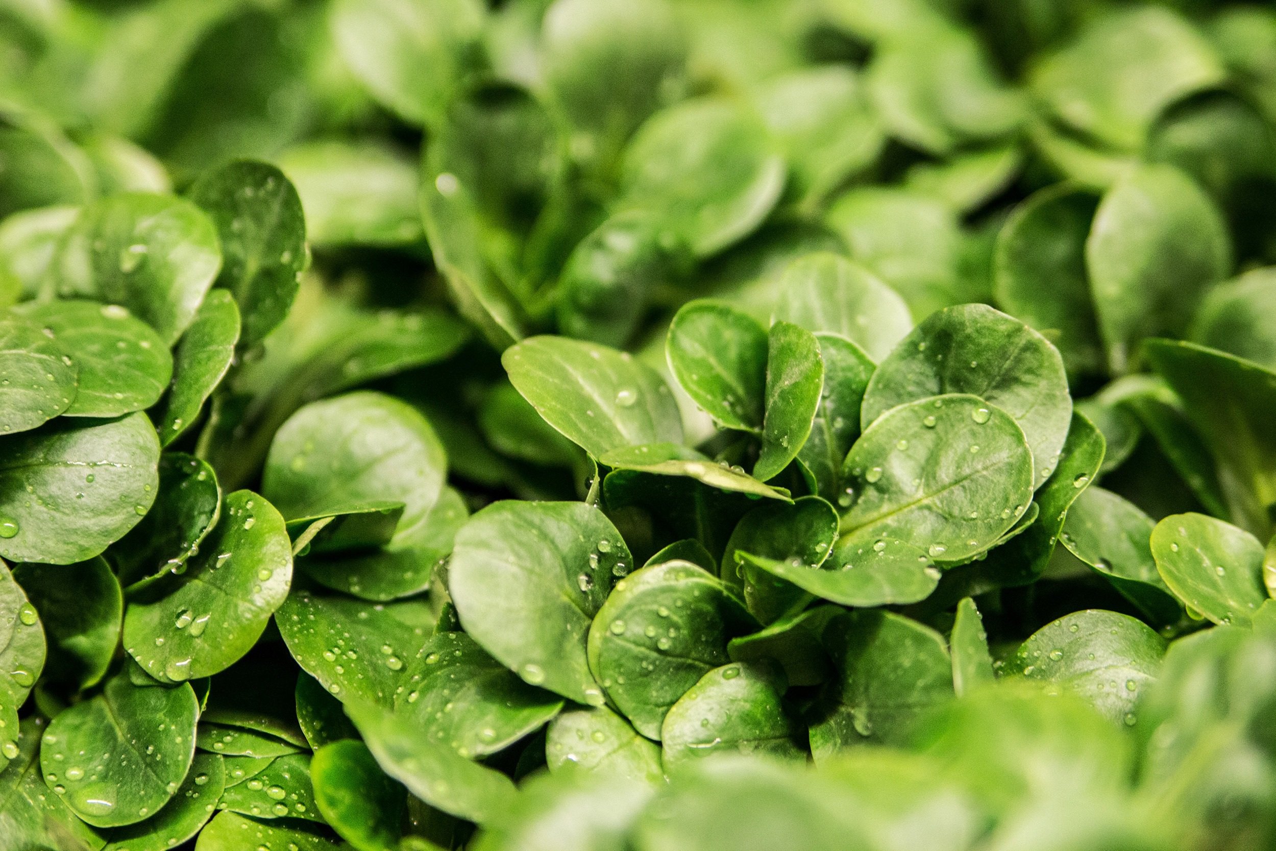 Insalata valeriana (fonte foto pixabay)