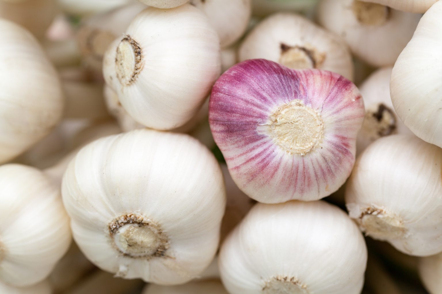 Aglio germogliato: tesoro nutrizionale o pericolo in cucina? Aglio (fonte foto pixabay)
