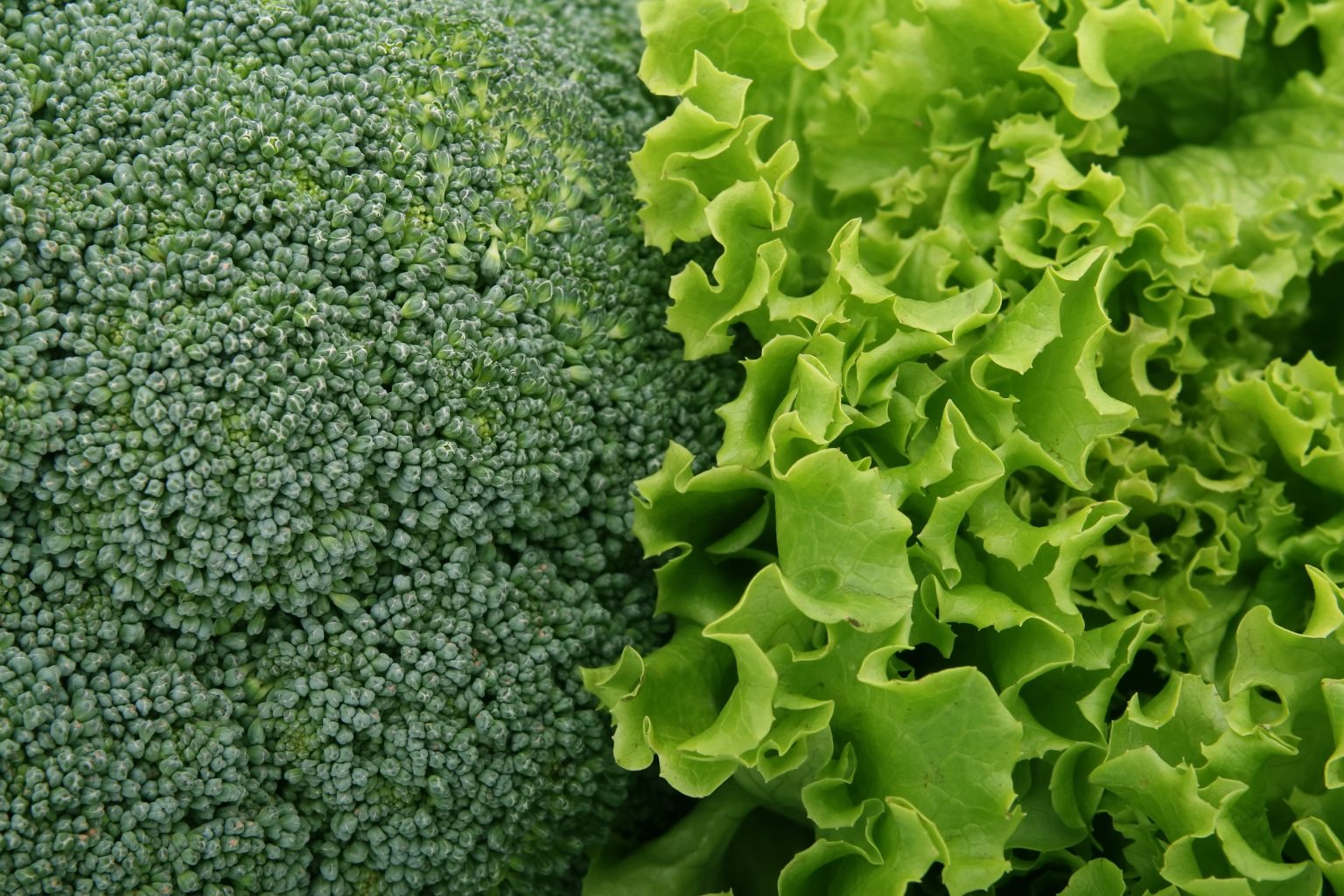 Mettere una spugna nel cassetto delle verdure: il segreto contro lo spreco alimentare Insalata (fonte foto pixabay)