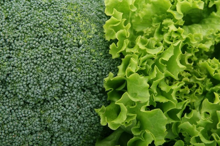 Mettere una spugna nel cassetto delle verdure: il segreto contro lo spreco alimentare Insalata (fonte foto pixabay)