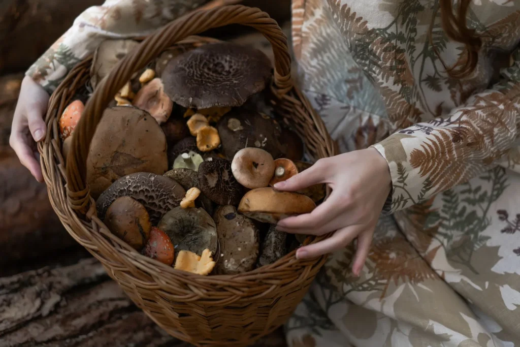 Come conservare i funghi porcini
