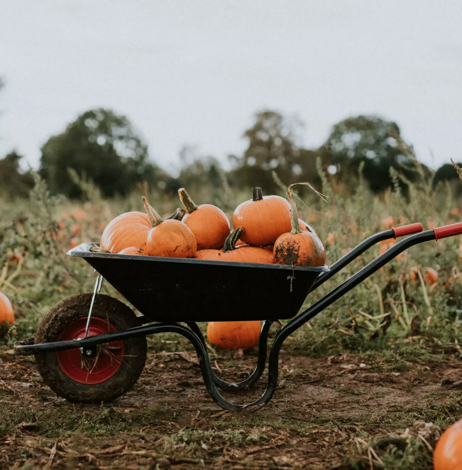Come coltivare la zucca