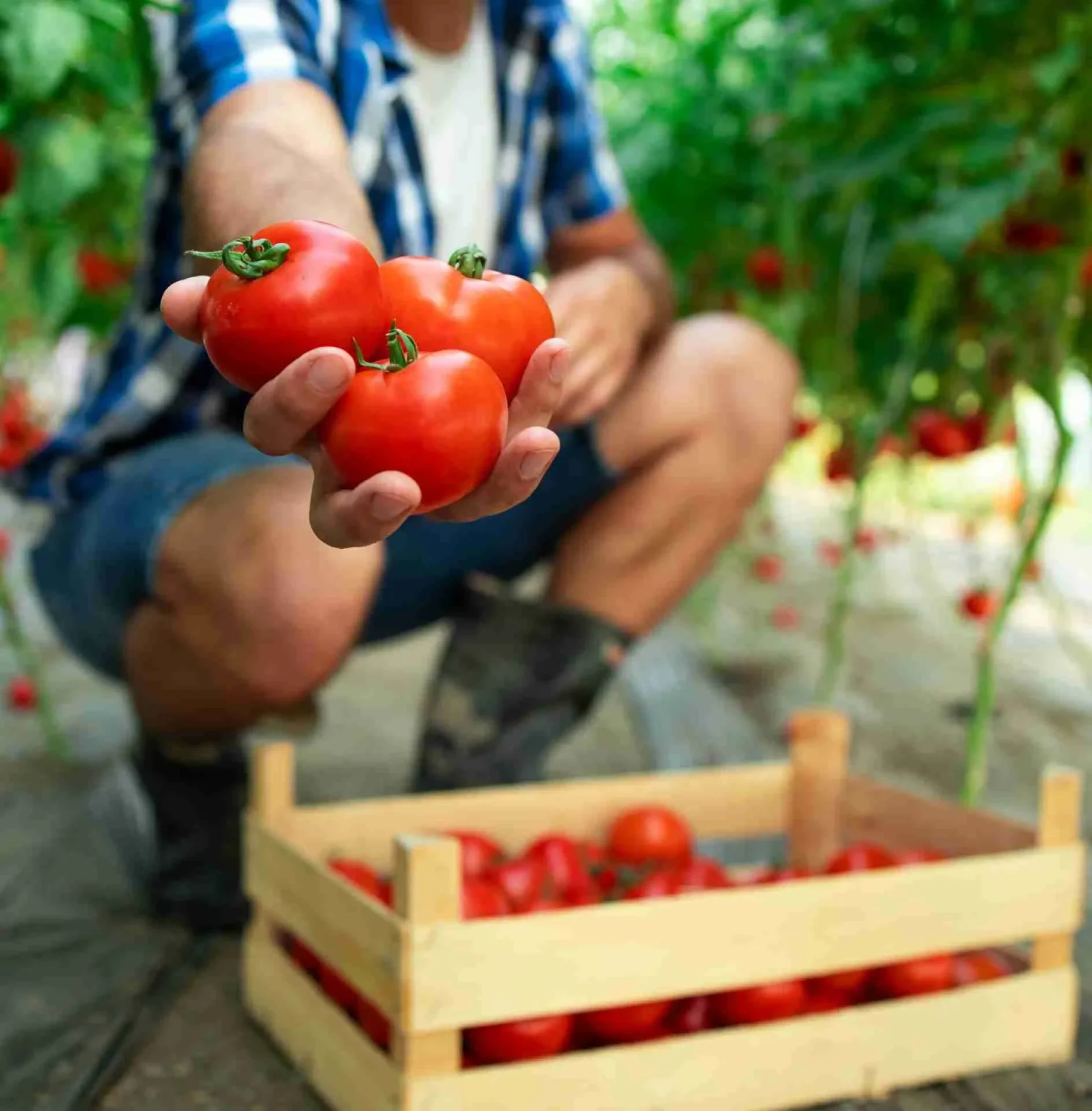 Coltivare i pomodori dal seme