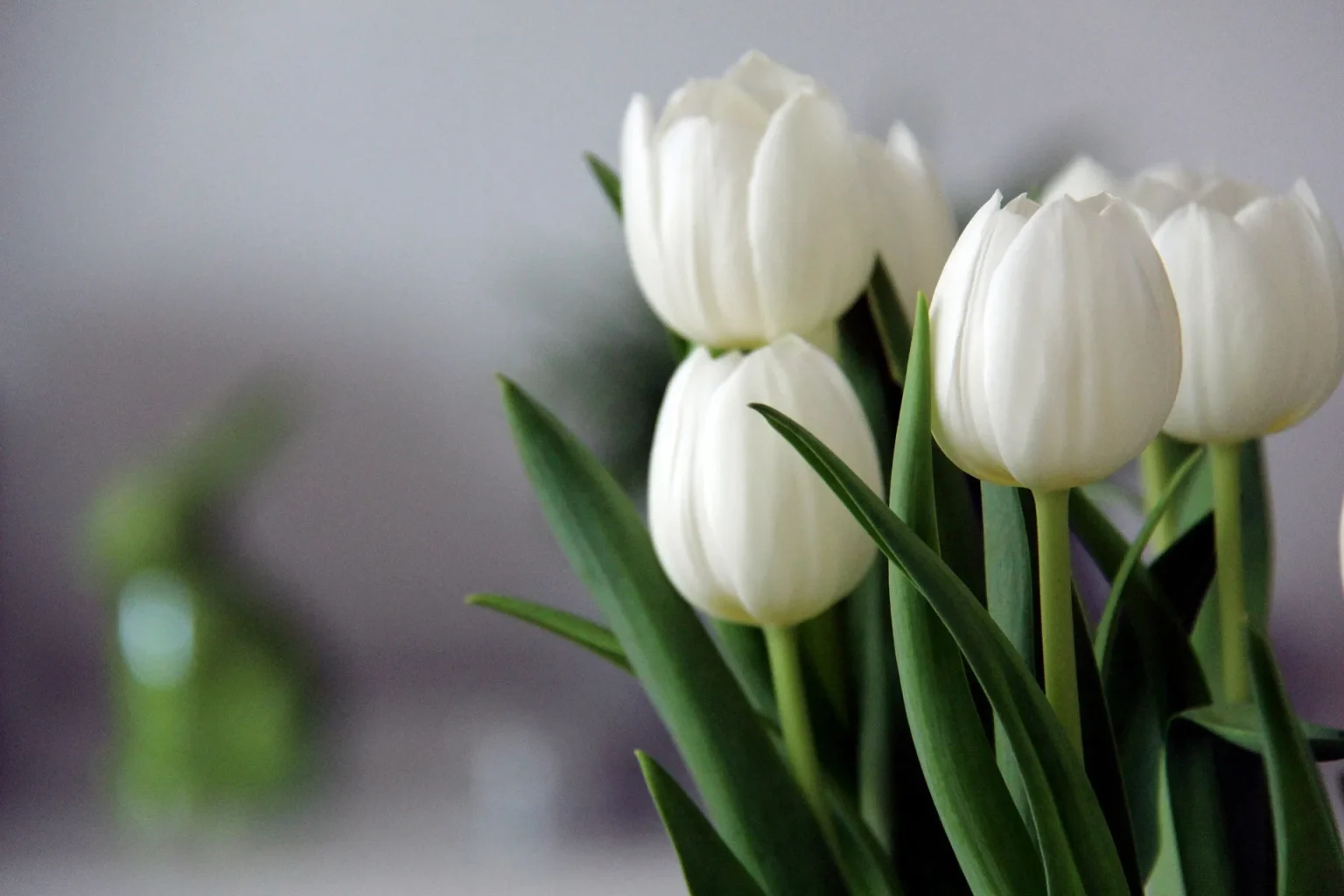 Come conservare i tulipani