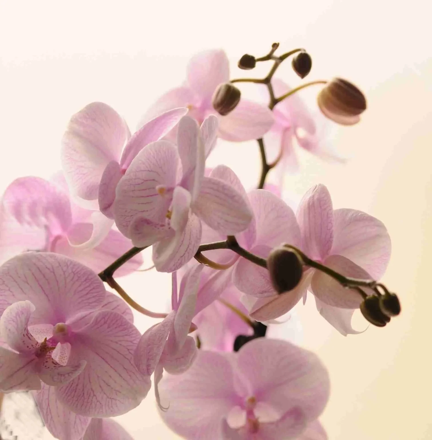 Come conservare le orchidee