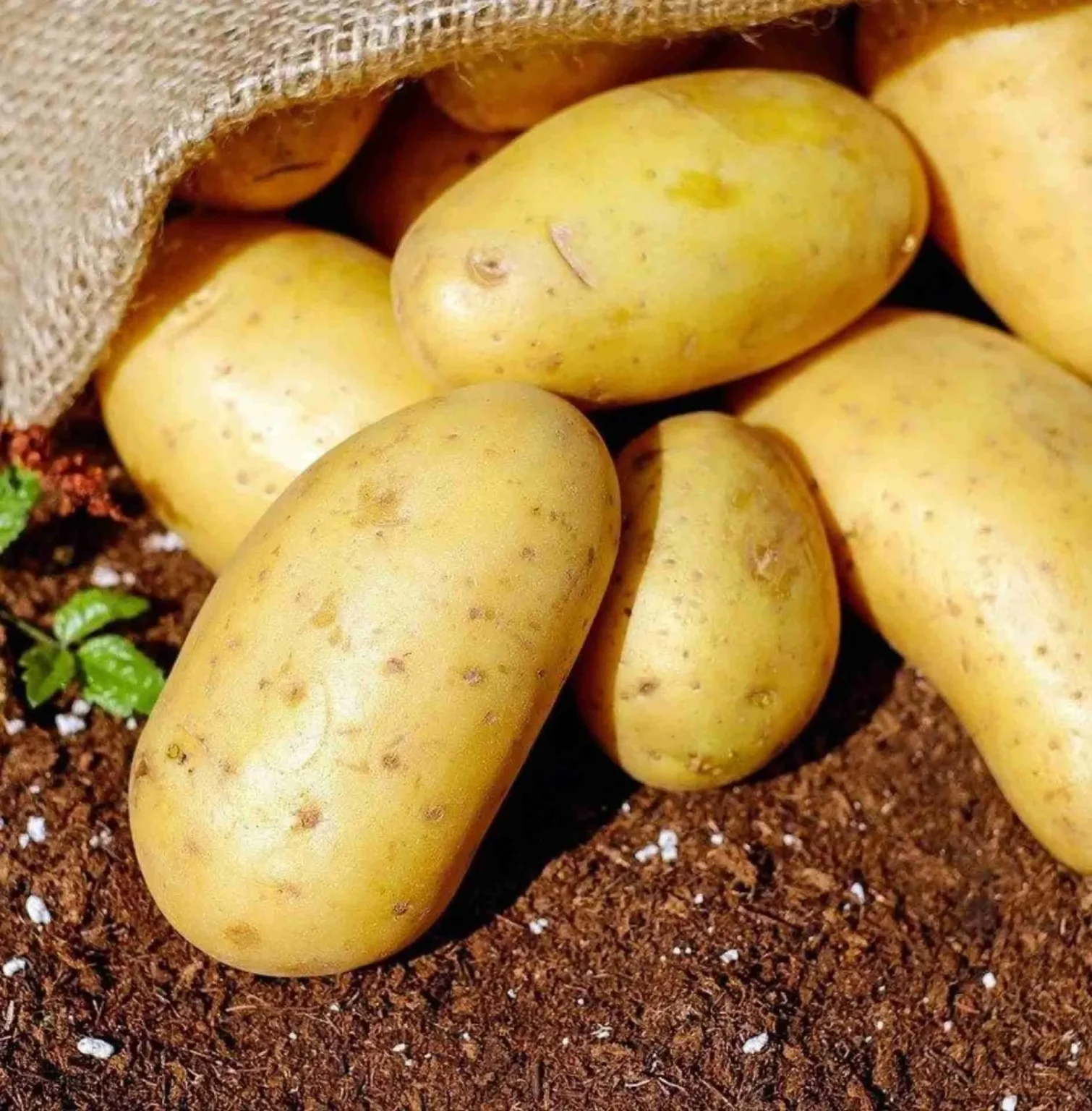 Come conservare le patate