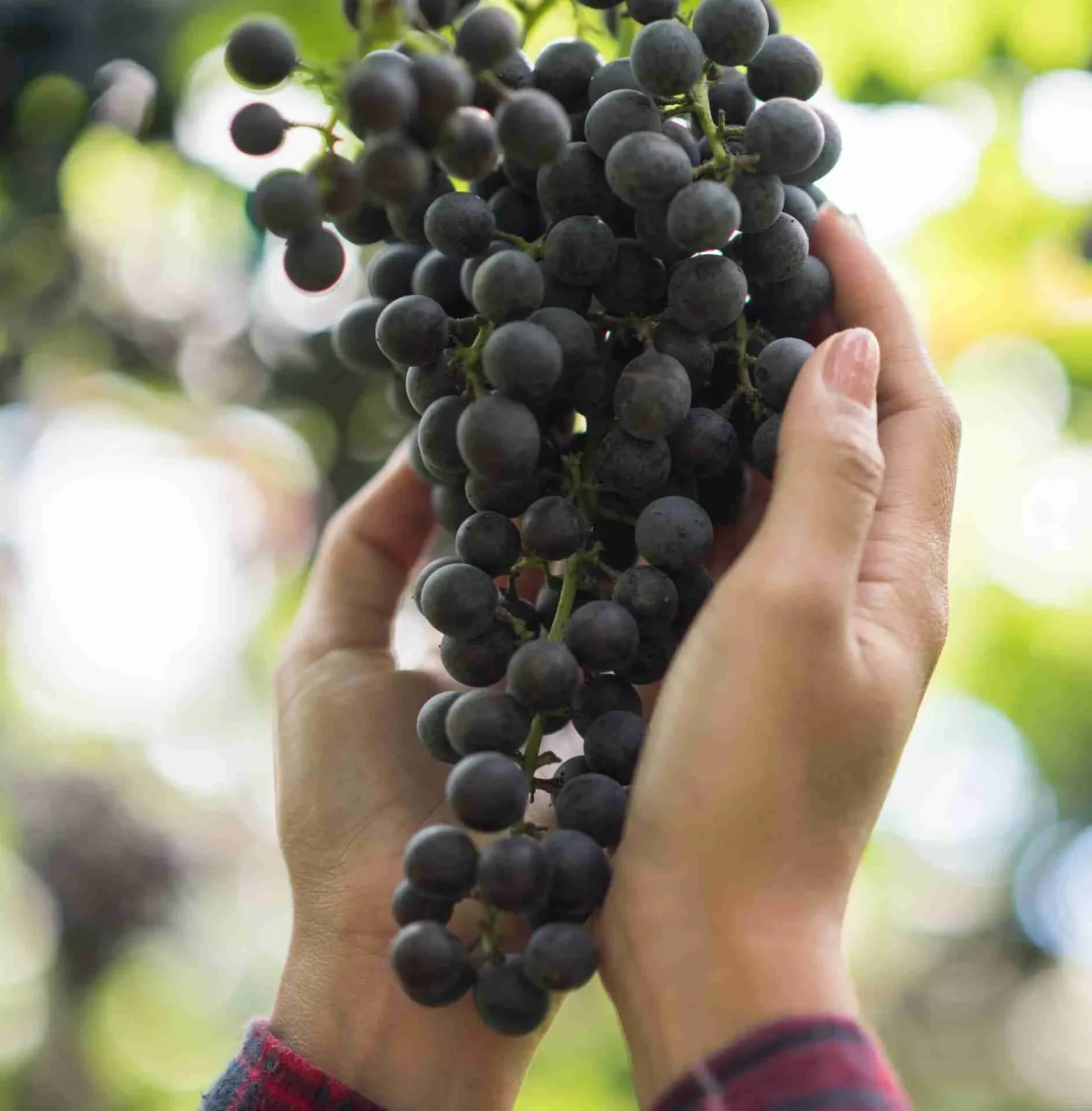 Quando si raccoglie l’uva da vino