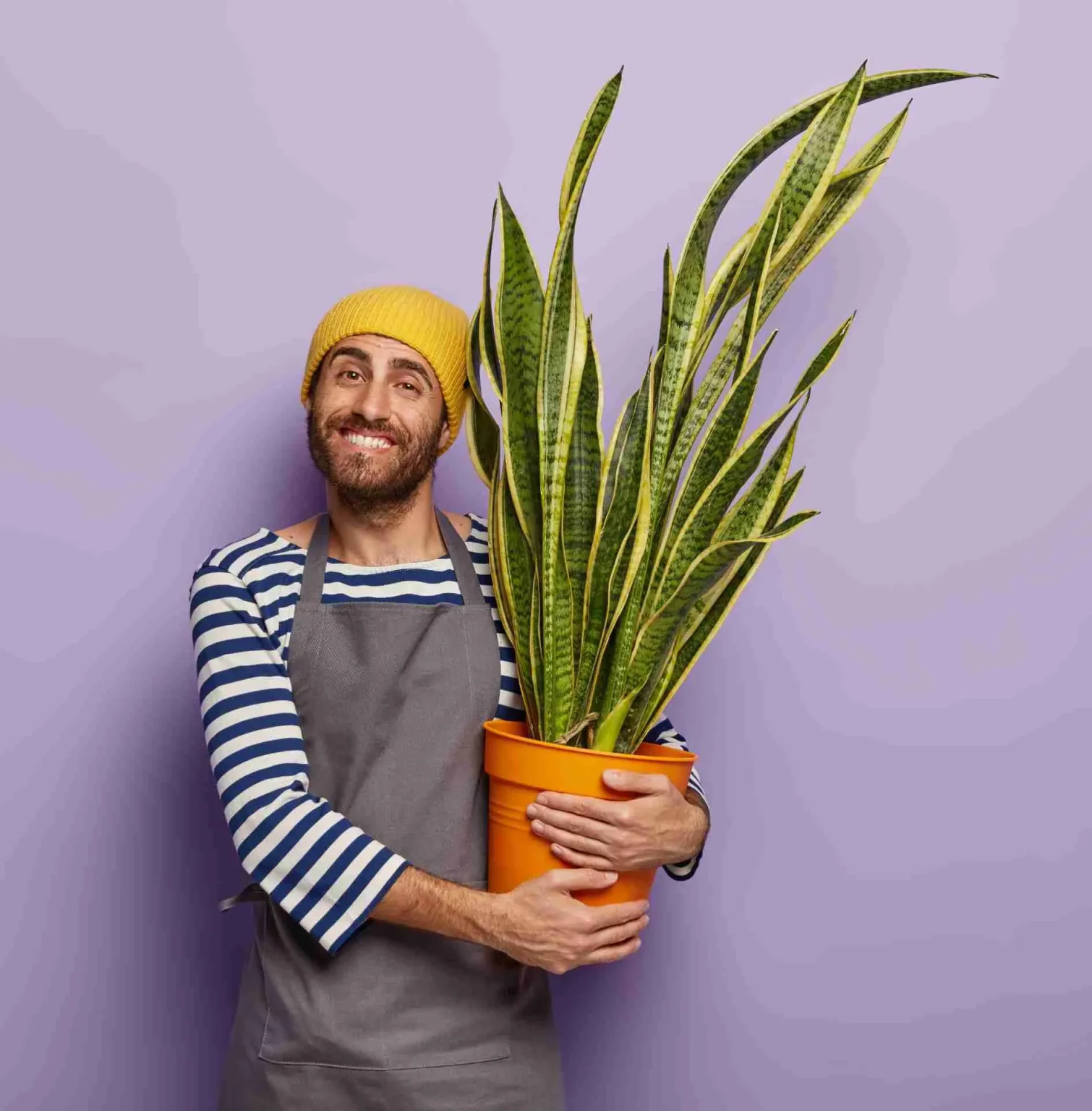 Come coltivare la sansevieria