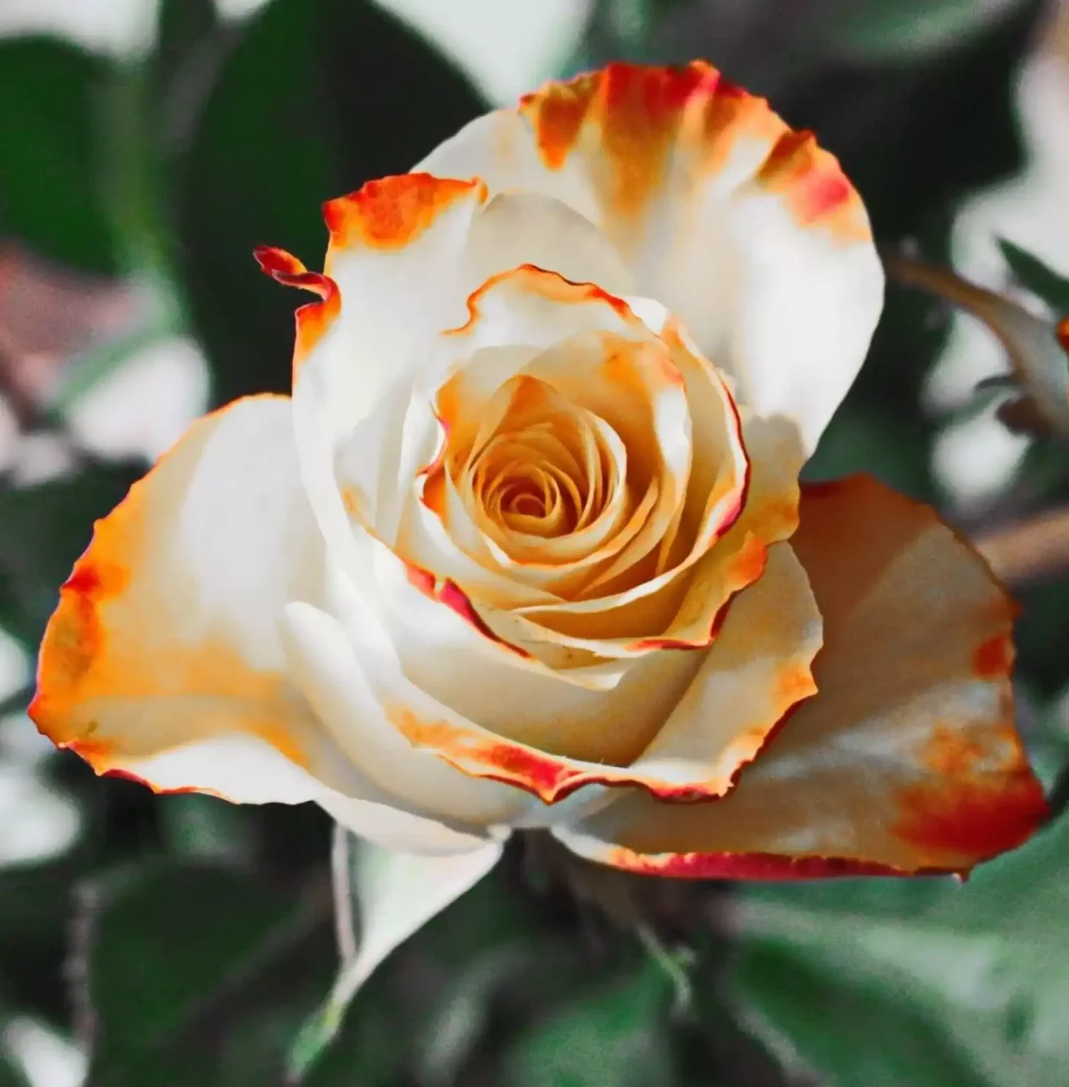Potature rose